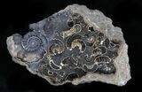 Marston Magna Ammonite Cluster - Polished on Back #30750-1
